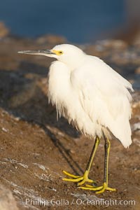 Snowy egret.  The snowy egret can be found in marshes, swamps, shorelines, mudflats and ponds.  The snowy egret eats shrimp, minnows and other small fish,  crustaceans and frogs.  It is found on all coasts of North America and, in winter, into South America, Egretta thula, La Jolla, California