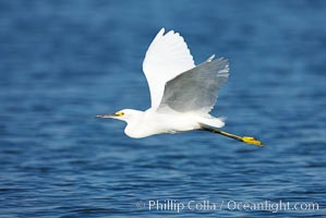 Snowy egret wading, foraging for small fish in shallow water, Egretta thula, San Diego Bay National Wildlife Refuge