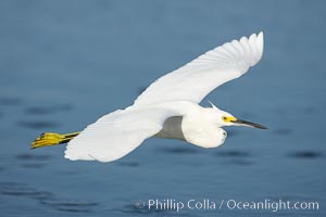 Snowy egret wading, foraging for small fish in shallow water, Egretta thula, San Diego Bay National Wildlife Refuge