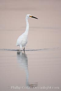 Snowy egret wading, foraging for small fish in shallow water, Egretta thula, San Diego Bay National Wildlife Refuge