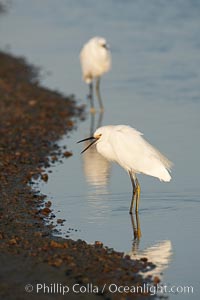 Snowy egret wading, foraging for small fish in shallow water, Egretta thula, San Diego Bay National Wildlife Refuge