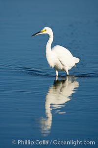 Snowy egret wading, foraging for small fish in shallow water, Egretta thula, San Diego Bay National Wildlife Refuge