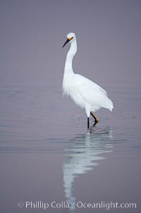 Snowy egret wading, foraging for small fish in shallow water, Egretta thula, San Diego Bay National Wildlife Refuge