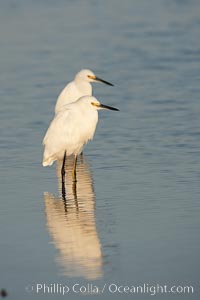 Snowy egret wading, foraging for small fish in shallow water, Egretta thula, San Diego Bay National Wildlife Refuge