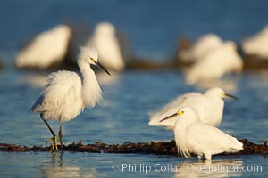 Snowy egrets foraging in drifting patch of kelp, Egretta thula, San Diego River