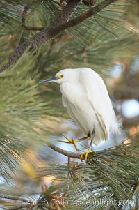 Snowy egret in pine tree, Egretta thula, Oceanside Harbor