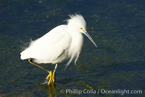 Snowy egret, Egretta thula, Bolsa Chica State Ecological Reserve, Huntington Beach, California