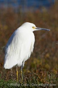 Snowy egret, Egretta thula, Bolsa Chica State Ecological Reserve, Huntington Beach, California