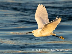 Snowy Egret in flight, Egretta thula, Egretta thula, Bolsa Chica State Ecological Reserve, Huntington Beach, California