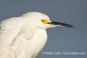 Snowy Egret, Egretta thula, Egretta thula, Bolsa Chica State Ecological Reserve, Huntington Beach, California