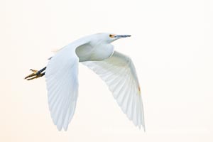 Snowy egret in flight gliding over the ocean in La Jolla. The snowy egret can be found in marshes, swamps, shorelines, mudflats and ponds. The snowy egret eats shrimp, minnows and other small fish, crustaceans and frogs. It is found on all coasts of North America and, in winter, into South America, Egretta thula