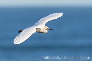 Snowy egret in flight gliding over the ocean in La Jolla. The snowy egret can be found in marshes, swamps, shorelines, mudflats and ponds. The snowy egret eats shrimp, minnows and other small fish, crustaceans and frogs. It is found on all coasts of North America and, in winter, into South America, Egretta thula