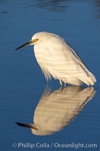 Snowy egret, Mission Bay, San Diego. The snowy egret can be found in marshes, swamps, shorelines, mudflats and ponds.  The snowy egret eats shrimp, minnows and other small fish,  crustaceans and frogs.  It is found on all coasts of North America and, in winter, into South America, Egretta thula