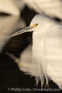 Snowy egret, Mission Bay, San Diego. The snowy egret can be found in marshes, swamps, shorelines, mudflats and ponds.  The snowy egret eats shrimp, minnows and other small fish,  crustaceans and frogs.  It is found on all coasts of North America and, in winter, into South America, Egretta thula