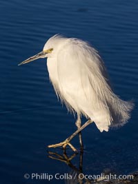Snowy egret, Mission Bay, San Diego. The snowy egret can be found in marshes, swamps, shorelines, mudflats and ponds.  The snowy egret eats shrimp, minnows and other small fish,  crustaceans and frogs.  It is found on all coasts of North America and, in winter, into South America