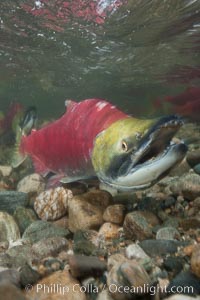 A male sockeye salmon, showing injuries sustained as it migrated hundreds of miles from the ocean up the Fraser River, swims upstream in the Adams River to reach the place where it will fertilize eggs laid by a female in the rocks.  It will die so after spawning, Oncorhynchus nerka, Roderick Haig-Brown Provincial Park, British Columbia, Canada