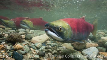 Adams River sockeye salmon.  A female sockeye salmon swims upstream in the Adams River to spawn, having traveled hundreds of miles upstream from the ocean, Oncorhynchus nerka, Roderick Haig-Brown Provincial Park, British Columbia, Canada