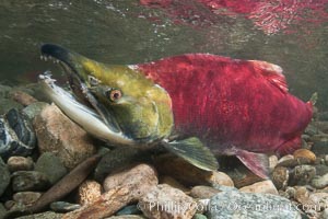 A male sockeye salmon, showing injuries sustained as it migrated hundreds of miles from the ocean up the Fraser River, swims upstream in the Adams River to reach the place where it will fertilize eggs laid by a female in the rocks.  It will die so after spawning, Oncorhynchus nerka, Roderick Haig-Brown Provincial Park, British Columbia, Canada
