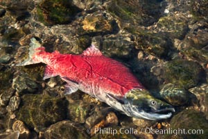 A sockeye salmon, a male sockeye dying on the edge of the Adams River, has completed its journey of hundreds of miles upstream inthe Fraser and Adams Rivers just to reach this spot, so that it can fertilize a females nest of eggs before dying, Oncorhynchus nerka, Roderick Haig-Brown Provincial Park, British Columbia, Canada
