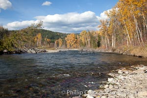 Sockeye salmon, swim upstream in the Adams River, traveling to reach the place where they hatched four years earlier in order to spawn a new generation of salmon eggs, Oncorhynchus nerka, Roderick Haig-Brown Provincial Park, British Columbia, Canada