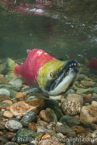 Sockeye salmon, migrating upstream in the Adams River to return to the spot where they were hatched four years earlier, where they will spawn, lay eggs and die, Oncorhynchus nerka, Roderick Haig-Brown Provincial Park, British Columbia, Canada