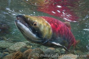 Sockeye salmon, migrating upstream in the Adams River to return to the spot where they were hatched four years earlier, where they will spawn, lay eggs and die, Oncorhynchus nerka, Roderick Haig-Brown Provincial Park, British Columbia, Canada