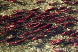 Sockeye salmon, swim upstream in the Adams River, traveling to reach the place where they hatched four years earlier in order to spawn a new generation of salmon eggs.