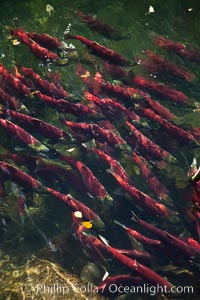 Sockeye salmon, swim upstream in the Adams River, traveling to reach the place where they hatched four years earlier in order to spawn a new generation of salmon eggs. Roderick Haig-Brown Provincial Park, British Columbia, Canada, Oncorhynchus nerka, natural history stock photograph, photo id 26165