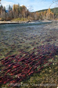 Sockeye salmon, swim upstream in the Adams River, traveling to reach the place where they hatched four years earlier in order to spawn a new generation of salmon eggs, Oncorhynchus nerka, Roderick Haig-Brown Provincial Park, British Columbia, Canada