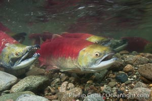 Sockeye salmon, swimming upstream in the shallow waters of the Adams River.  When they reach the place where they hatched from eggs four years earlier, they will spawn and die, Oncorhynchus nerka, Roderick Haig-Brown Provincial Park, British Columbia, Canada