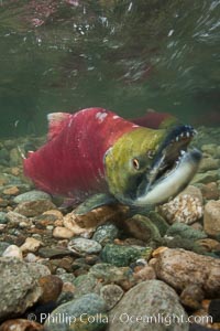 A male sockeye salmon, showing injuries sustained as it migrated hundreds of miles from the ocean up the Fraser River, swims upstream in the Adams River to reach the place where it will fertilize eggs laid by a female in the rocks.  It will die so after spawning, Oncorhynchus nerka, Roderick Haig-Brown Provincial Park, British Columbia, Canada