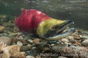 A male sockeye salmon, showing injuries sustained as it migrated hundreds of miles from the ocean up the Fraser River, swims upstream in the Adams River to reach the place where it will fertilize eggs laid by a female in the rocks.  It will die so after spawning, Oncorhynchus nerka, Roderick Haig-Brown Provincial Park, British Columbia, Canada