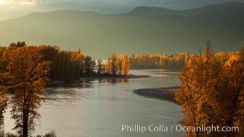 Fall colors along Little Shuswap Lake, near the Adams River, Oncorhynchus nerka, Roderick Haig-Brown Provincial Park, British Columbia, Canada