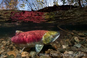 Sockeye salmon, migrating upstream in the Adams River to return to the spot where they were hatched four years earlier, where they will spawn, lay eggs and die, Oncorhynchus nerka, Roderick Haig-Brown Provincial Park, British Columbia, Canada