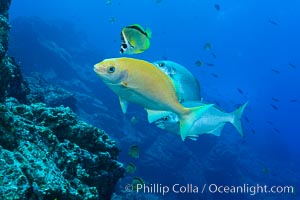 Socorro Island Underwater, Mexico, Socorro Island (Islas Revillagigedos)