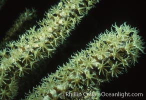 Soft coral polyps, Roatan