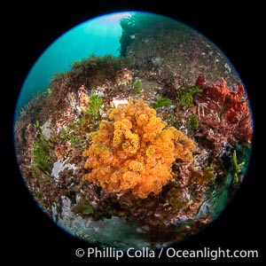 Soft Coral on Rocky Reef, Kangaroo Island, South Australia