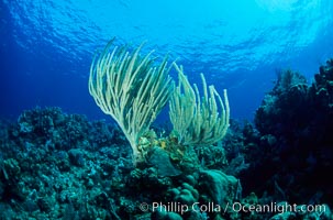 Soft coral / sea fan, Roatan