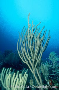 Soft coral / sea fan, Roatan