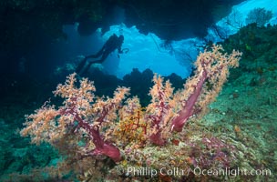 Soft Corals and Diver in Cavern, Fiji, Dendronephthya, Vatu I Ra Passage, Bligh Waters, Viti Levu  Island