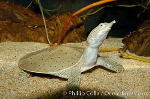 Softshell turtle, Apalone spinifera