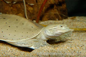 Softshell turtle, Apalone spinifera