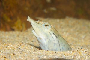 Softshell turtle.  Buried in sand, just the head of this softshell turtle is visible, Apalone spinifera