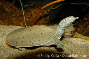 Softshell turtle., Apalone spinifera, natural history stock photograph, photo id 09806