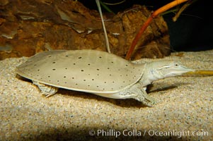 Softshell turtle, Apalone spinifera