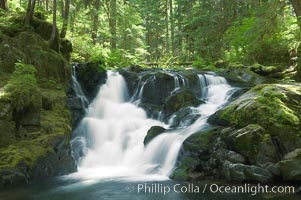 A small waterfall tumbles through old growth forest of douglas firs and hemlocks.  Sol Duc Springs, Olympic National Park, Washington