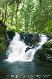 A small waterfall tumbles through old growth forest of douglas firs and hemlocks.  Sol Duc Springs, Olympic National Park, Washington