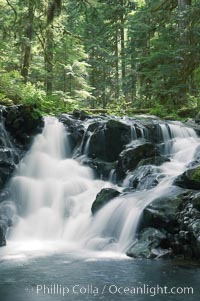 A small waterfall tumbles through old growth forest of douglas firs and hemlocks.  Sol Duc Springs, Olympic National Park, Washington