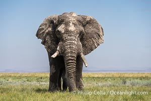 Solitary Adult African Elephant, grazing in field of grass, Amboseli National Park, Loxodonta africana