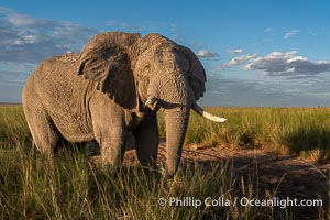 Solitary African Elephant at Sunset, Amboseli National Park, Loxodonta africana